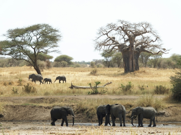 Tarangire National Park